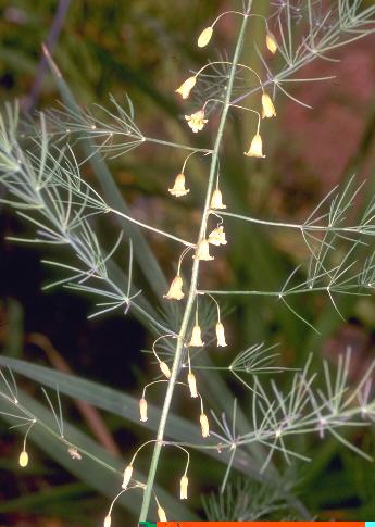 Image of Asparagus officinalis